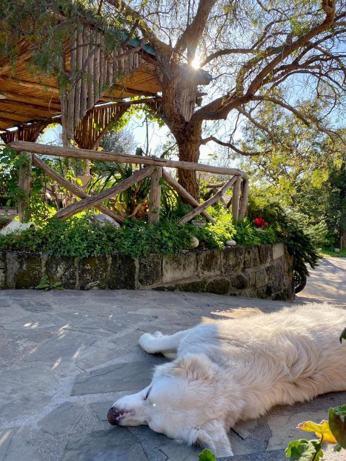 Agriturismo L'Olivara Piano di Sorrento Buitenkant foto
